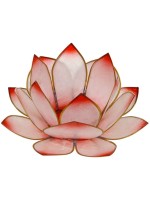  Lotus Levée du Soleil - Rosé 