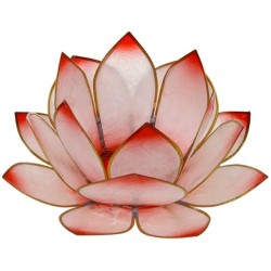 Lotus Lever du Soleil - Rosé