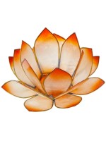  Lotus Levée du Soleil - Mandarine 