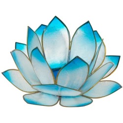 Lotus Lever du Soleil - Turquoise