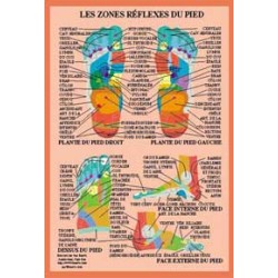 Zones réflexes du pied