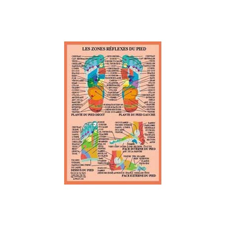 Zones réflexes du pied