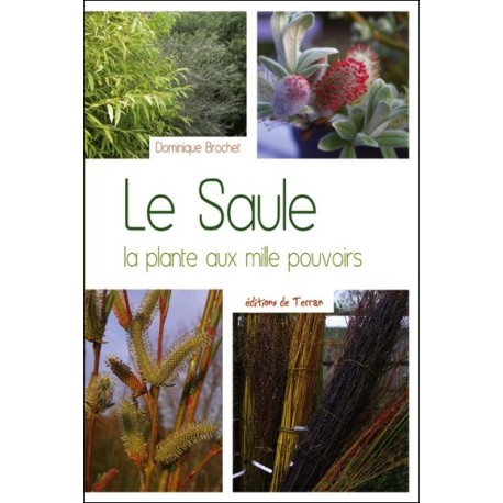 Le Saule - La plante aux mille pouvoirs