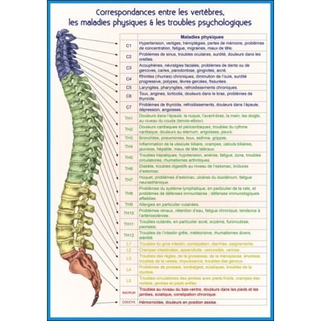 CORRESPONDANCES ENTRE LES VERTEBRES PLANCHE A4