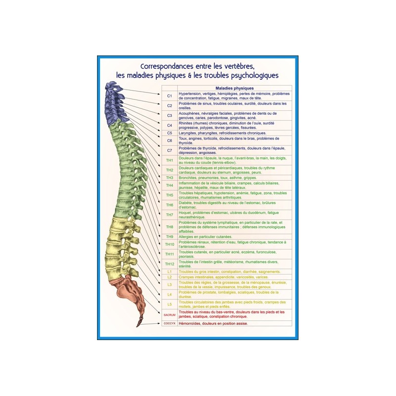 CORRESPONDANCES ENTRE LES VERTEBRES PLANCHE A4