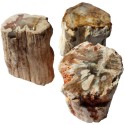 Bois Fossile/Silicifié - Lot de 3 Morceaux - Total 150 à 200 gr.